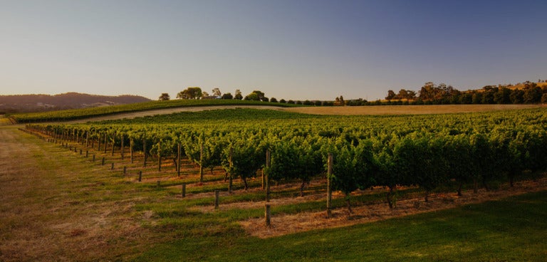 Des rangées de vignes s'étendent sur un vignoble verdoyant sous un ciel bleu clair au coucher du soleil, avec des collines doucement vallonnées et des arbres dispersés en arrière-plan.